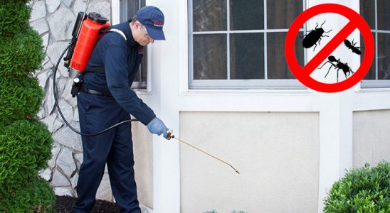 Bademler Karınca İlaçlama böcek ilaçlama ve haşere kontrolü — ilaclama-tr.com